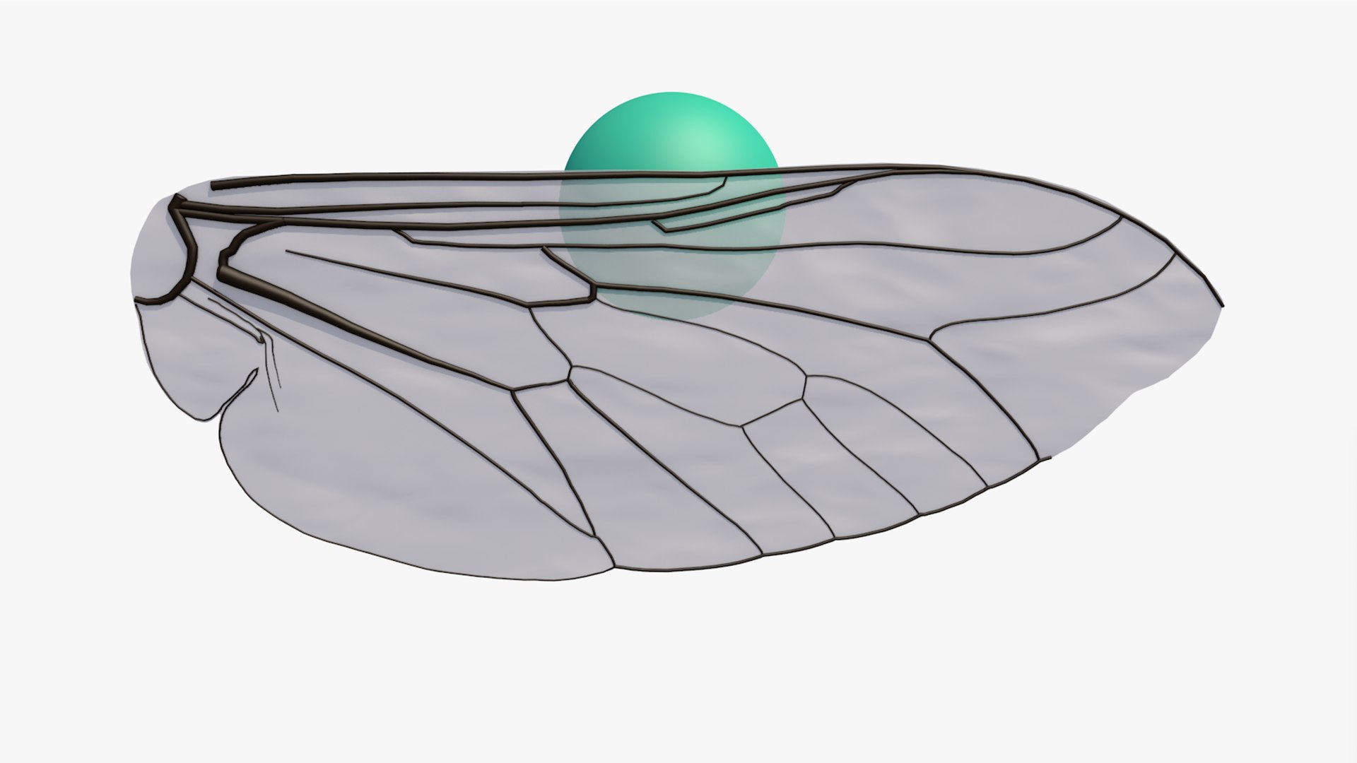 3D Insect Wing model https://p.turbosquid.com/ts-thumb/p7/4syDGP/OT/flywingproduct0006/jpg/1621352697/1920x1080/fit_q87/d6cff685c99429d2161c05196ea923c705e8d316/flywingproduct0006.jpg