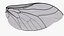 Insect Wing