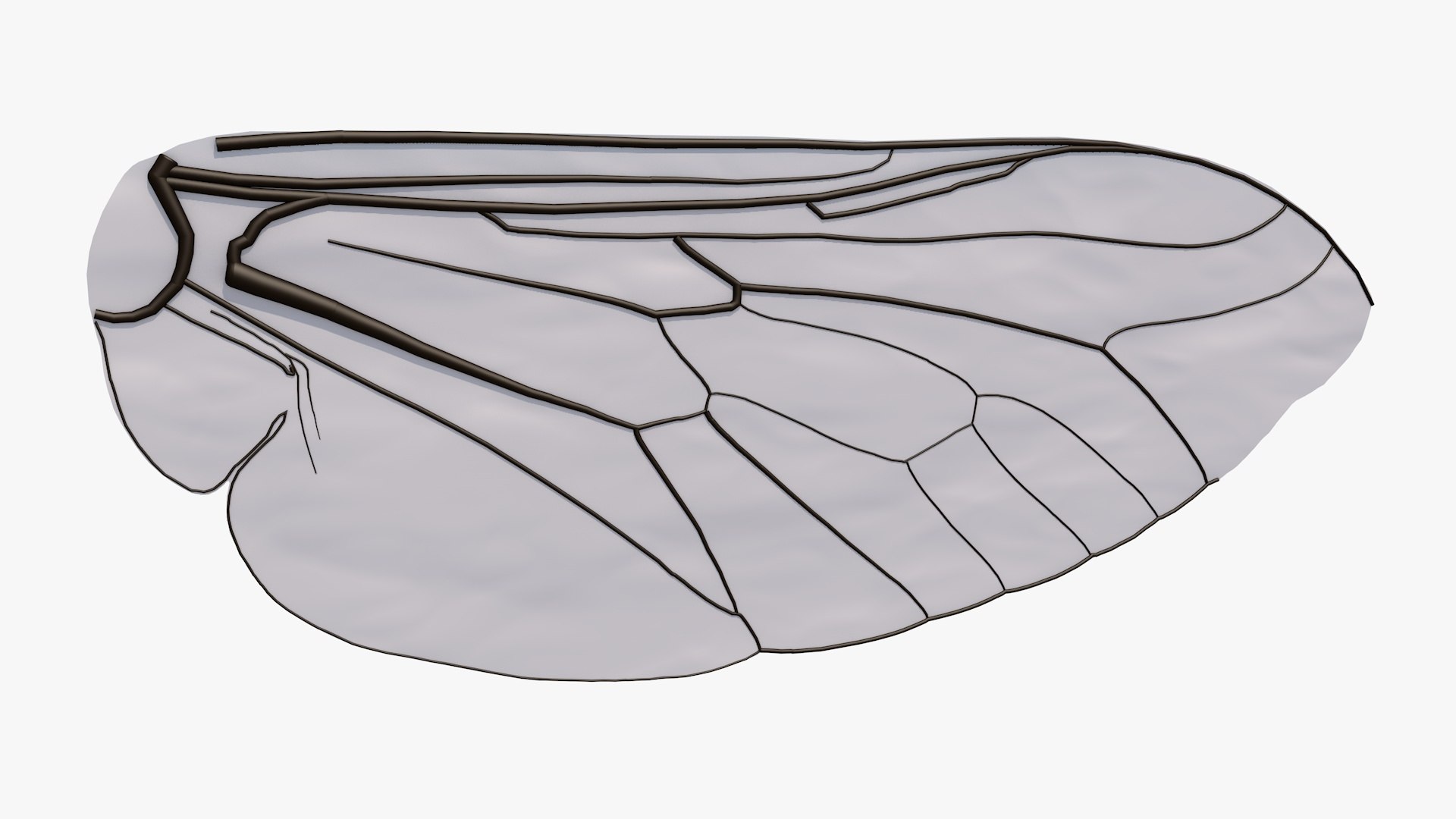 3D Insect Wing model https://p.turbosquid.com/ts-thumb/p7/4syDGP/tr/flywingproduct0001/jpg/1621352694/1920x1080/fit_q87/8b5fbddc0a77a7662997c440ce6c1f5627a5f903/flywingproduct0001.jpg