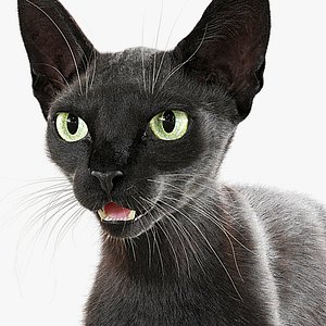 Cat Black Fur Shorthair XGen Core 3D