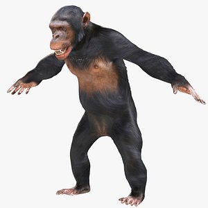 3D model Chimpanzee