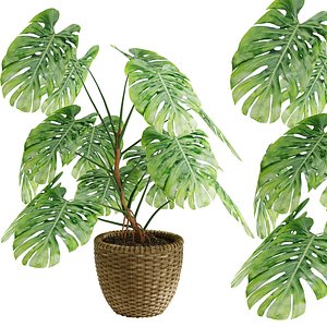 3D Indoor Monstera Plant  01