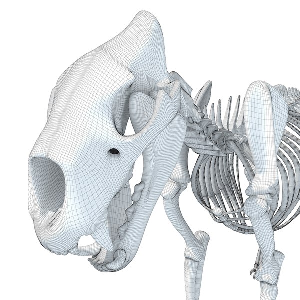 3d lion skeleton