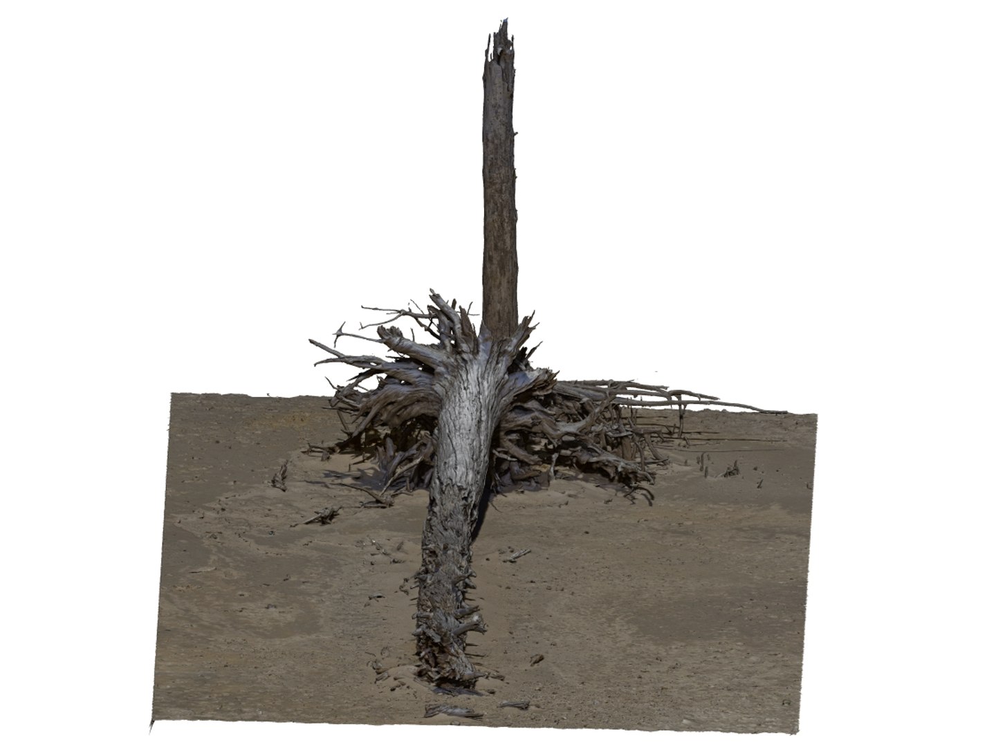 3D Desert Tree Laying 05 Model - TurboSquid 1380424