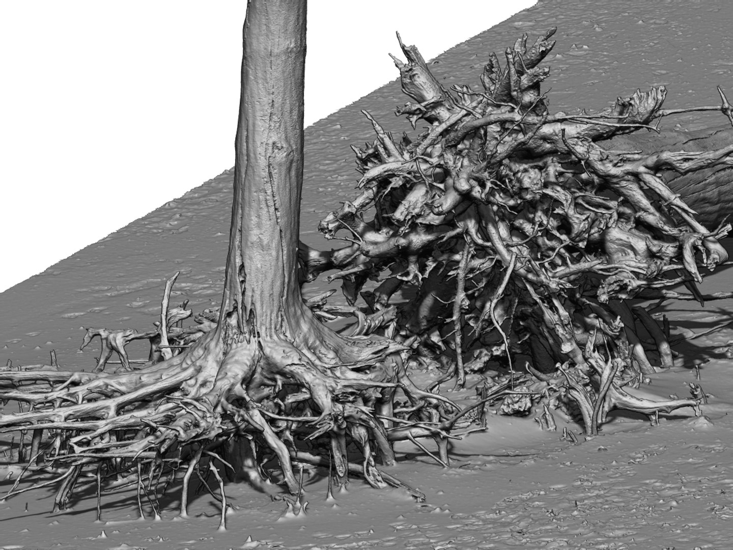 3D Desert Tree Laying 05 Model - TurboSquid 1380424
