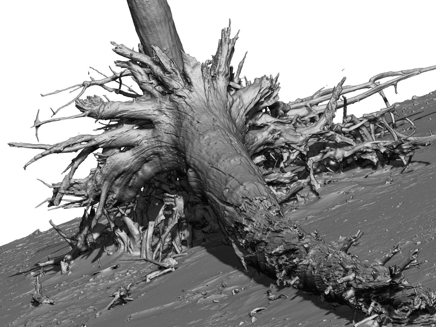3D Desert Tree Laying 05 Model - TurboSquid 1380424
