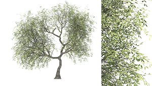 zbmeb tree 3D
