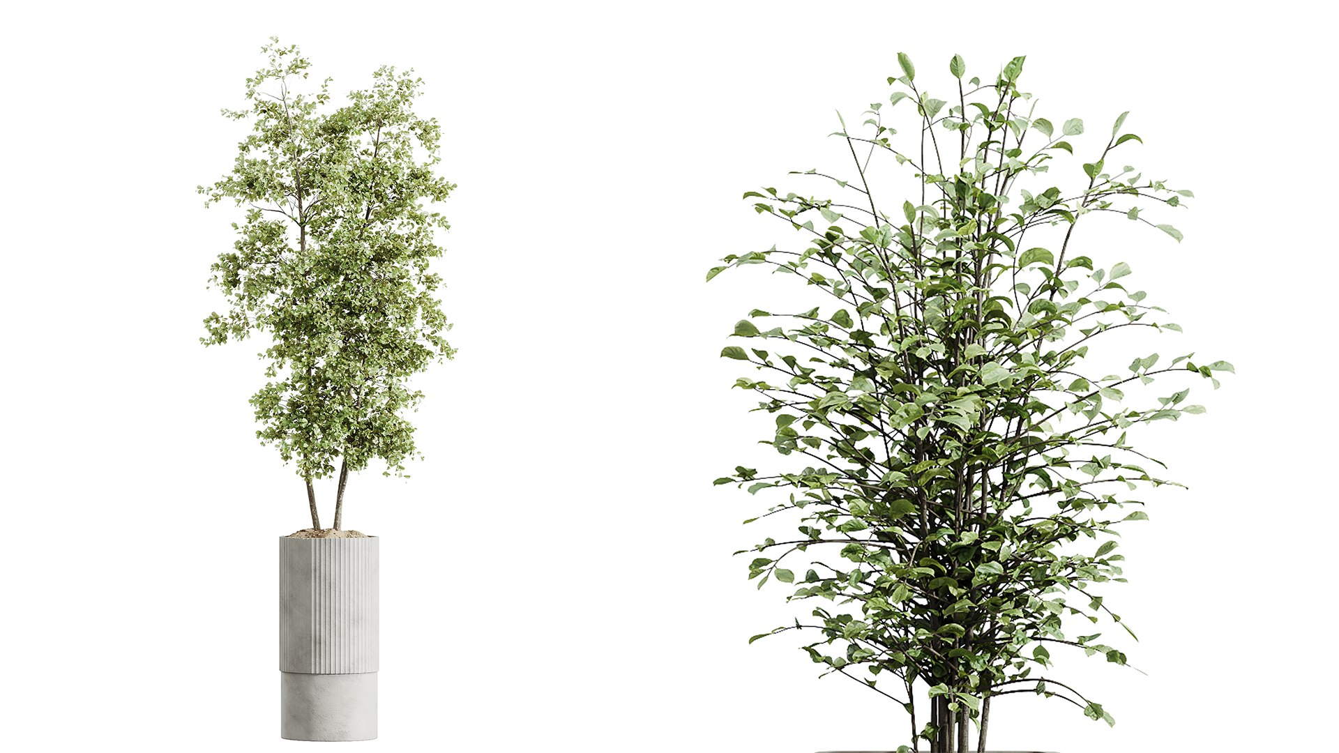 AV Indoor Plants Set 220 Hazel Erle and Aloe Vera and Mission Olive and Spineless Palm 3D https://p.turbosquid.com/ts-thumb/p7/wADVrN/O8/04/png/1747290583/1920x1080/fit_q87/9cbae6575d1da602d6d4479994c98d3e11810ed1/04.jpg