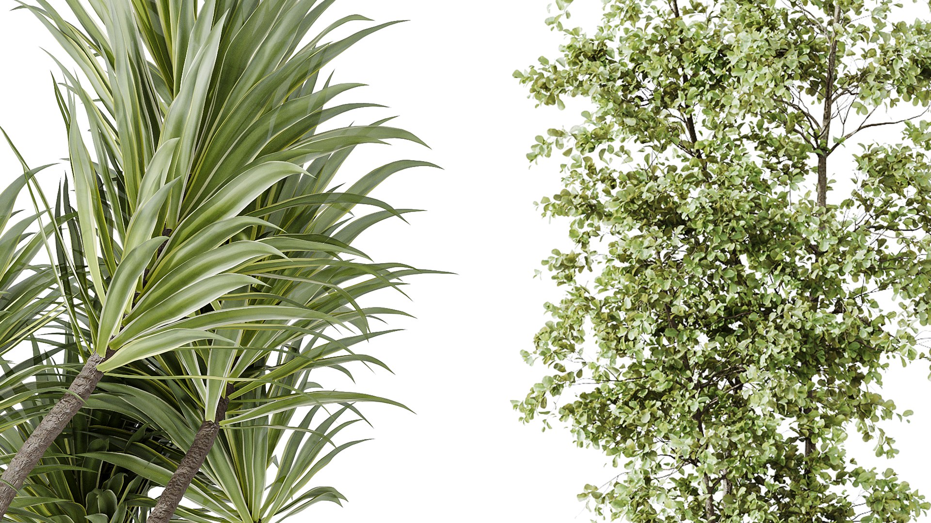 AV Indoor Plants Set 220 Hazel Erle and Aloe Vera and Mission Olive and Spineless Palm 3D https://p.turbosquid.com/ts-thumb/p7/wADVrN/PW/05/png/1747290583/1920x1080/fit_q87/9bc1792c15b4de5505c502a8f8f981a97da1f6ec/05.jpg