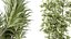 Conjunto de plantas de interior AV 220 Hazel Erle e Aloe Vera e Mission Olive e Spineless Palm