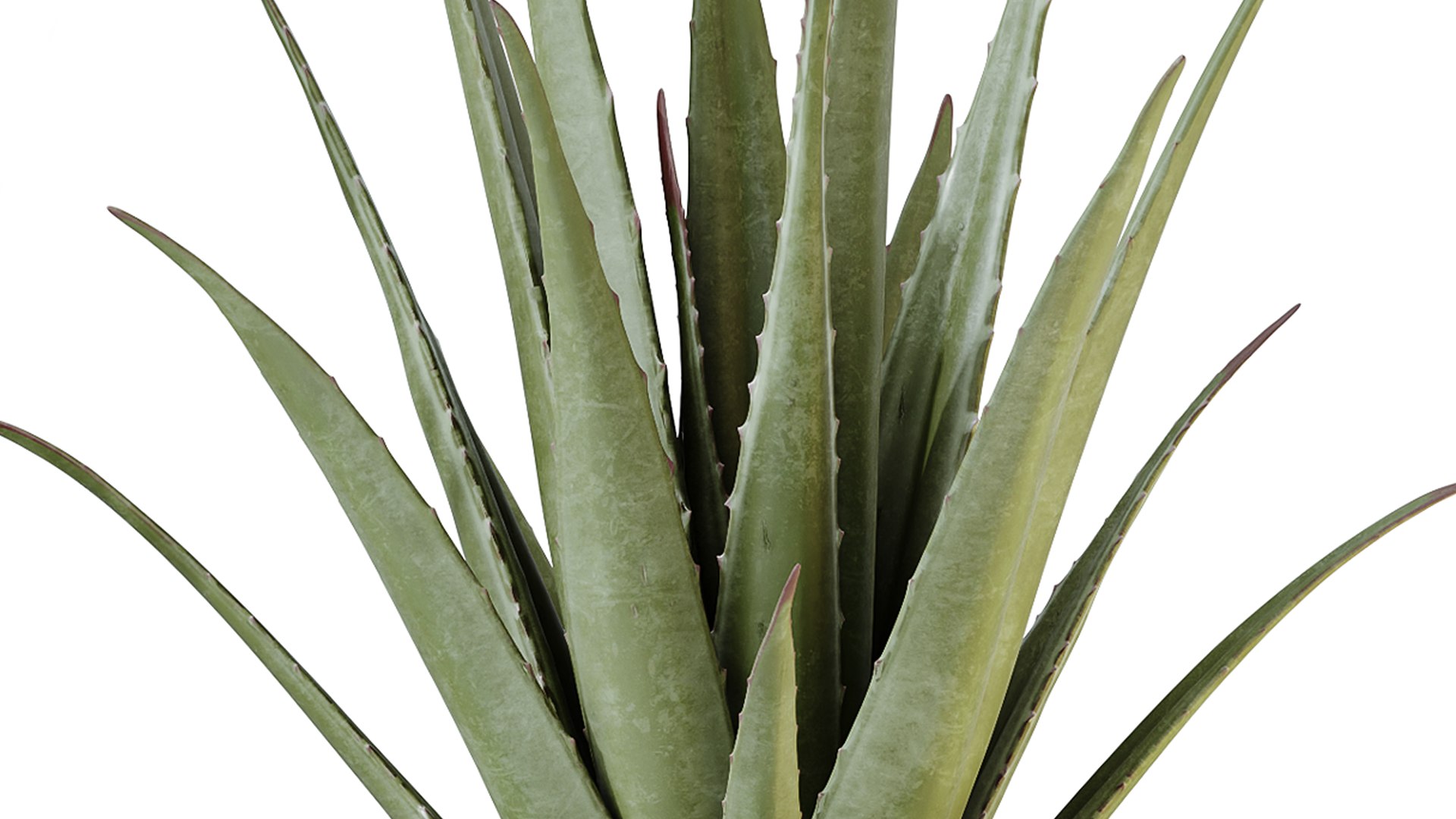 AV Indoor Plants Set 220 Hazel Erle and Aloe Vera and Mission Olive and Spineless Palm 3D https://p.turbosquid.com/ts-thumb/p7/wADVrN/vo/06/png/1747290584/1920x1080/fit_q87/65b2890814d19434619f81cb1f0327836289c729/06.jpg