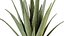 Conjunto de plantas de interior AV 220 Hazel Erle e Aloe Vera e Mission Olive e Spineless Palm