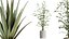 Conjunto de plantas de interior AV 220 Hazel Erle e Aloe Vera e Mission Olive e Spineless Palm