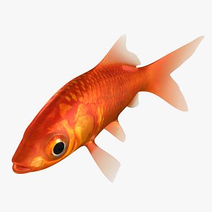 3D goldfish animation model