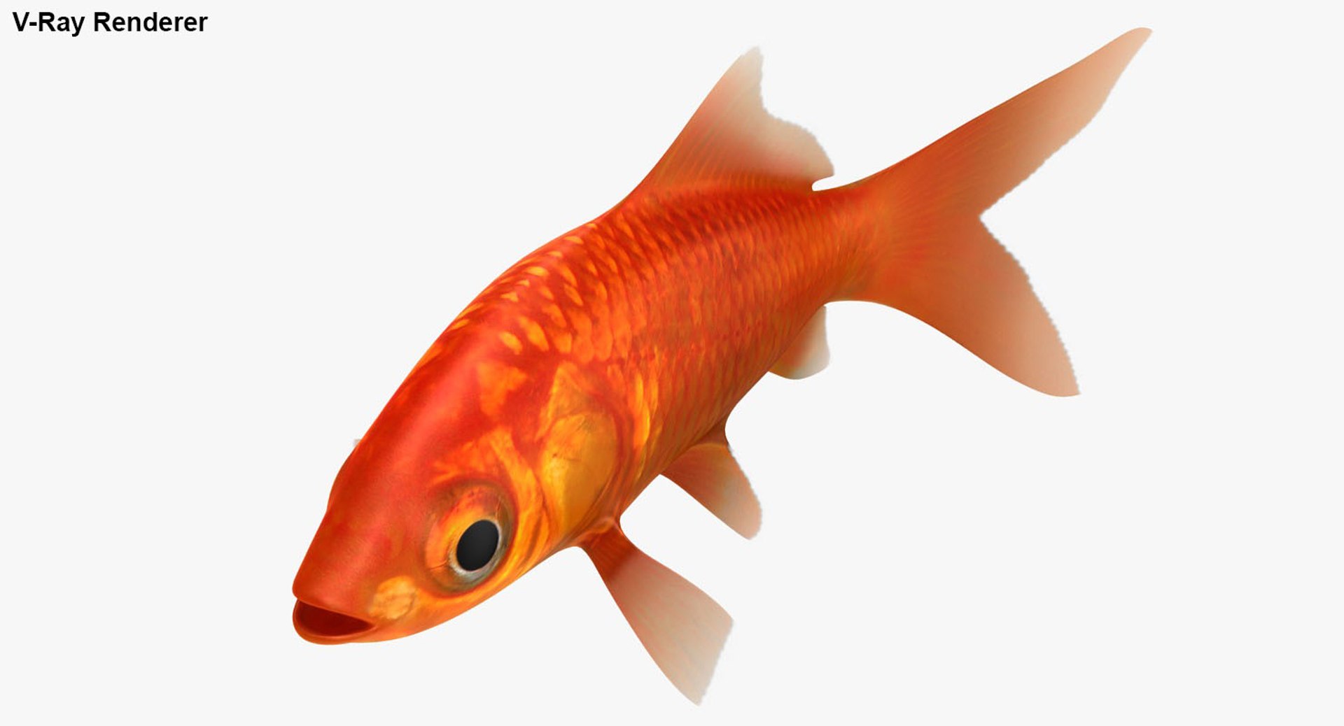 3D Goldfish Animation Model - TurboSquid 1287342