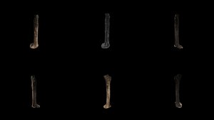 3D Cinnamomum Burmannii Trunk Free 3D model