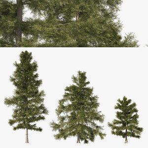 3D 3 Cyprus Cedar Trees