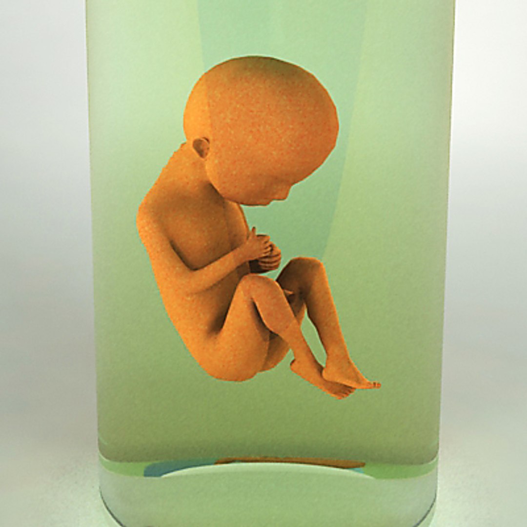 3d Thirty Weeks Human Embryo Model