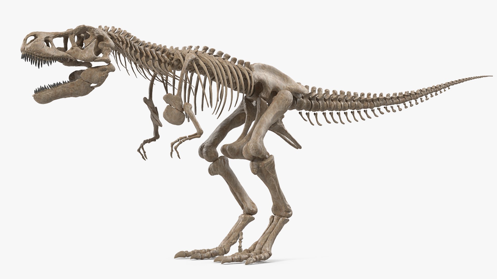 Tyrannosaurus Rex Skeleton Fossil 3D model preview