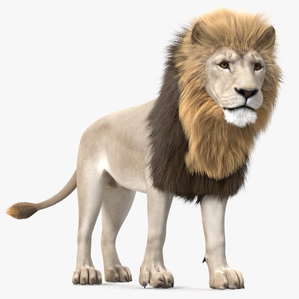 White Male Lion Walking Pose Fur 3D