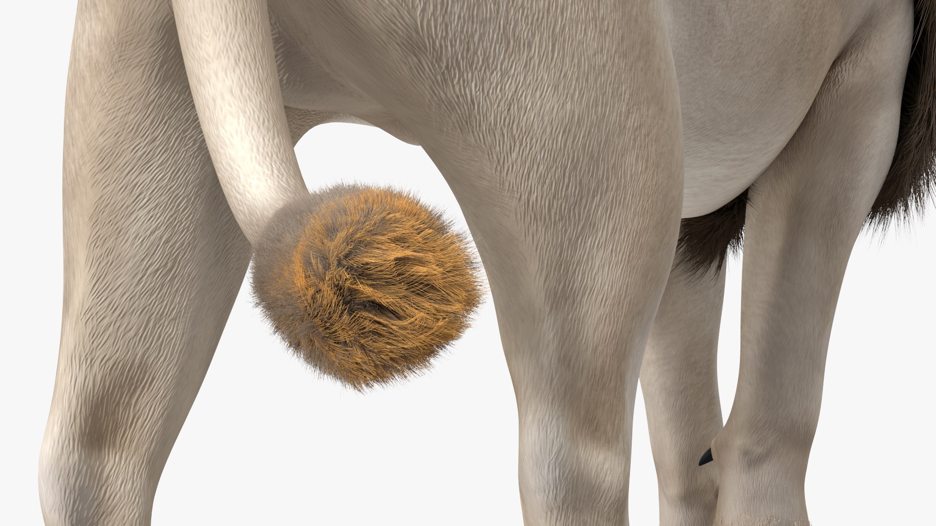 White Male Lion Walking Pose Fur 3D https://p.turbosquid.com/ts-thumb/p8/7XA4nT/93/whitemalelionwalkingposefur3dsmodel013/jpg/1625044461/1920x1080/fit_q87/f6b7d63c8da7189eb057c58c9aea6b44aaf30776/whitemalelionwalkingposefur3dsmodel013.jpg
