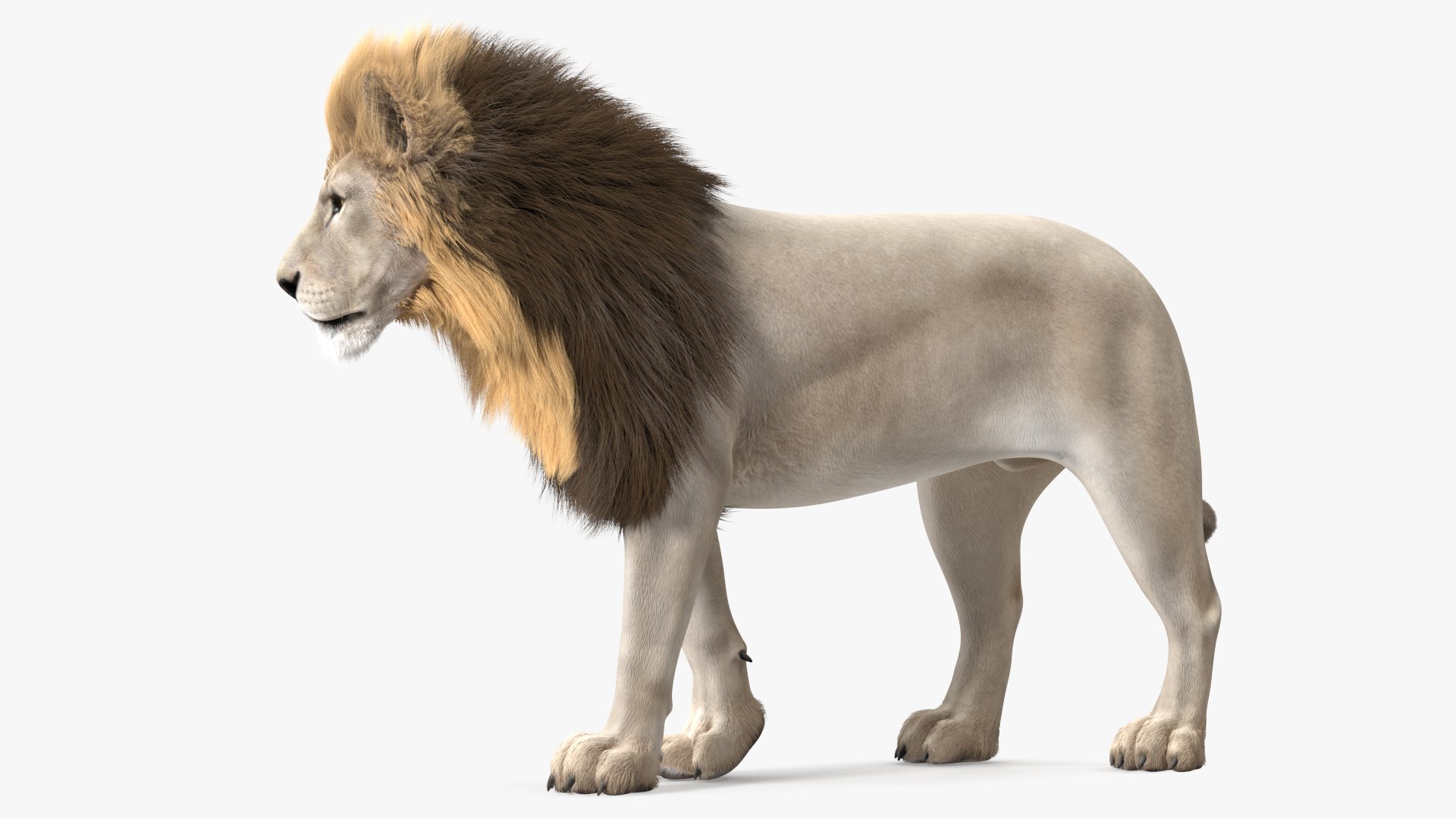 White Male Lion Walking Pose Fur 3D https://p.turbosquid.com/ts-thumb/p8/7XA4nT/Il/whitemalelionwalkingposefur3dsmodel005/jpg/1625044439/1920x1080/fit_q87/af5f38f8a9b81e60775e6f5f3cf59cc8d1a700c4/whitemalelionwalkingposefur3dsmodel005.jpg