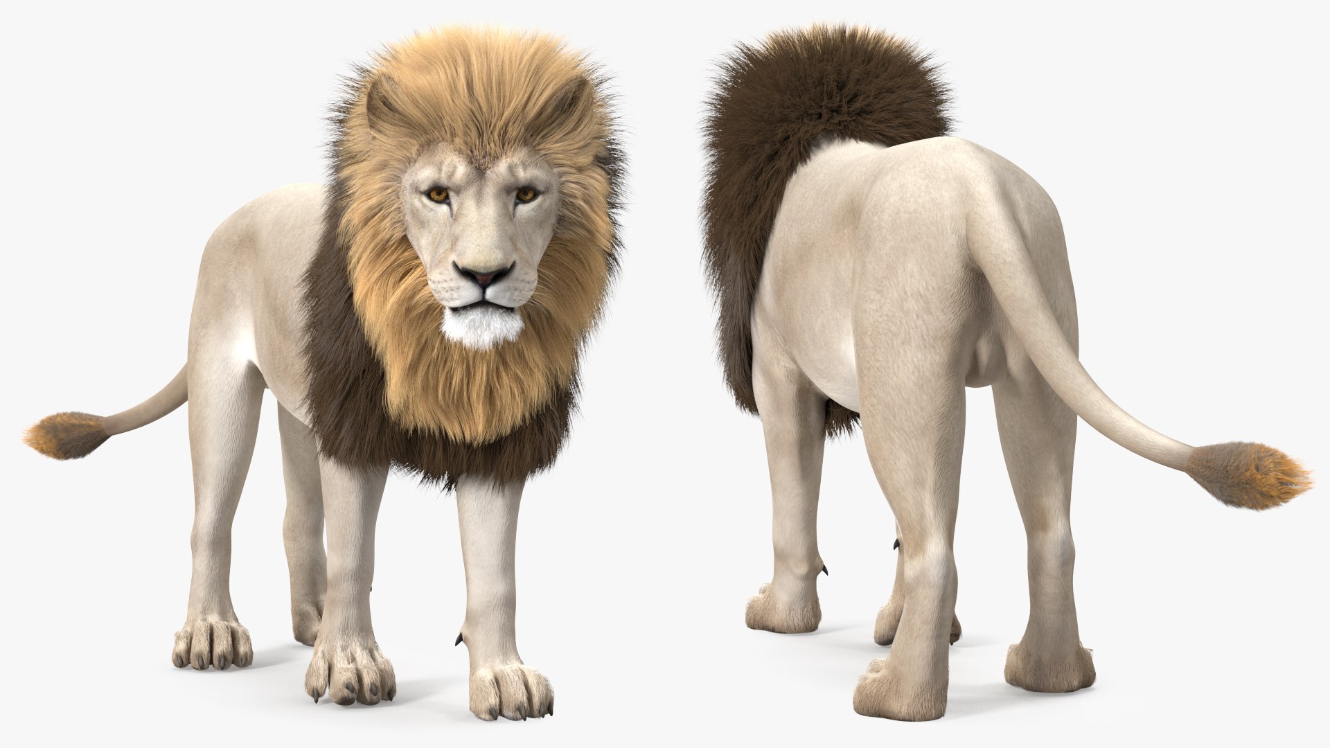 White Male Lion Walking Pose Fur 3D model preview