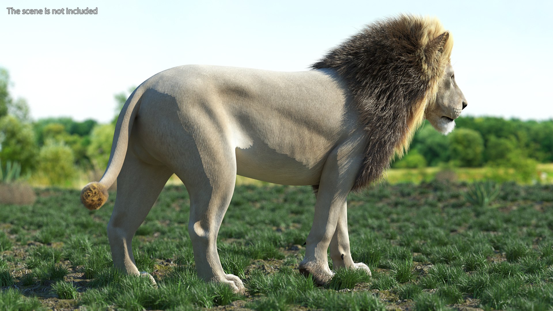 White Male Lion Walking Pose Fur 3D https://p.turbosquid.com/ts-thumb/p8/7XA4nT/Wk/whitemalelionwalkingposefur3dsmodel003/jpg/1625044434/1920x1080/fit_q87/05691e0967e22056fac18333b91b4531877ffd6d/whitemalelionwalkingposefur3dsmodel003.jpg