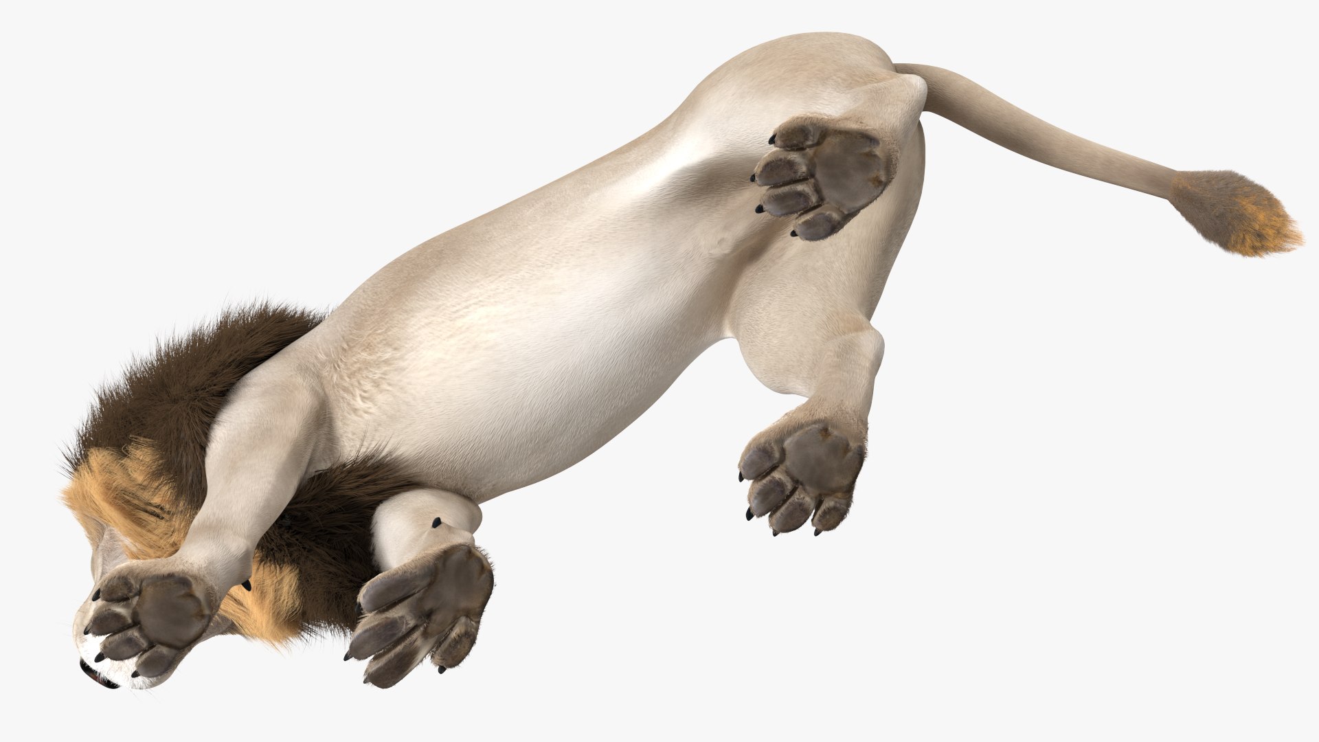 White Male Lion Walking Pose Fur 3D https://p.turbosquid.com/ts-thumb/p8/7XA4nT/al/whitemalelionwalkingposefur3dsmodel012/jpg/1625044459/1920x1080/fit_q87/329a94fcb68c1080929e151cf88f89f7482aae19/whitemalelionwalkingposefur3dsmodel012.jpg