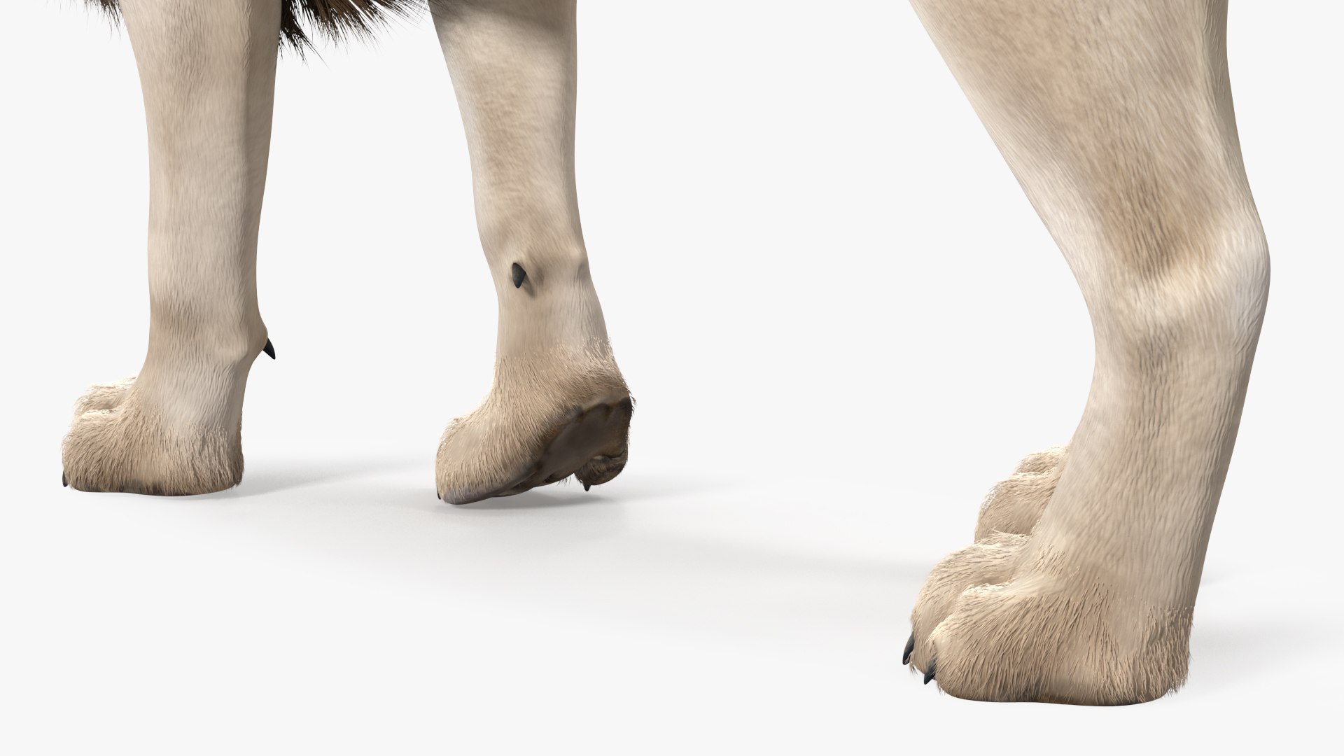 White Male Lion Walking Pose Fur 3D https://p.turbosquid.com/ts-thumb/p8/7XA4nT/eT/whitemalelionwalkingposefur3dsmodel014/jpg/1625044463/1920x1080/fit_q87/25c8707608e12b67d029932a42062dc7427740b0/whitemalelionwalkingposefur3dsmodel014.jpg