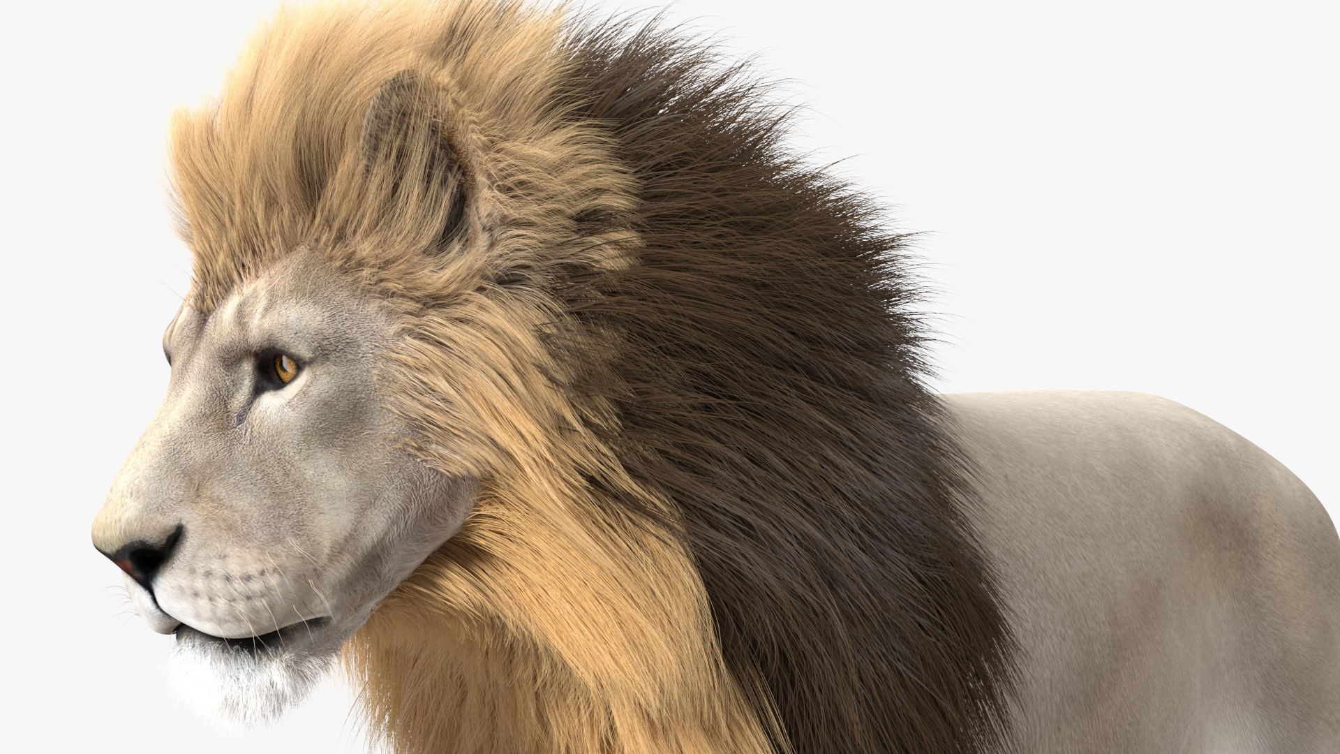 White Male Lion Walking Pose Fur 3D https://p.turbosquid.com/ts-thumb/p8/7XA4nT/ev/whitemalelionwalkingposefur3dsmodel006/jpg/1625044441/1920x1080/fit_q87/28334c9eb823220f24e5cc4345fbc36bc161cb90/whitemalelionwalkingposefur3dsmodel006.jpg