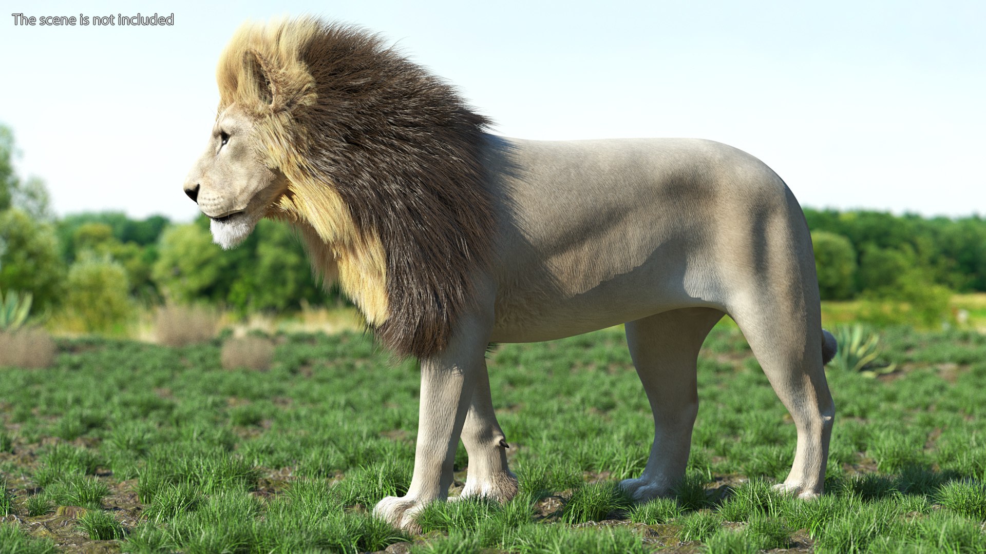 White Male Lion Walking Pose Fur 3D https://p.turbosquid.com/ts-thumb/p8/7XA4nT/jL/whitemalelionwalkingposefur3dsmodel002/jpg/1625044432/1920x1080/fit_q87/148cebb15156d25daa9607841193b38f66267469/whitemalelionwalkingposefur3dsmodel002.jpg