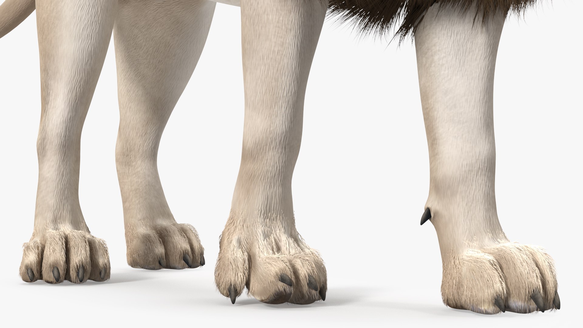 White Male Lion Walking Pose Fur 3D https://p.turbosquid.com/ts-thumb/p8/7XA4nT/mG/whitemalelionwalkingposefur3dsmodel015/jpg/1625044466/1920x1080/fit_q87/5b8cd3cf1d1ad2d80cf846584267ceb5d10a7589/whitemalelionwalkingposefur3dsmodel015.jpg