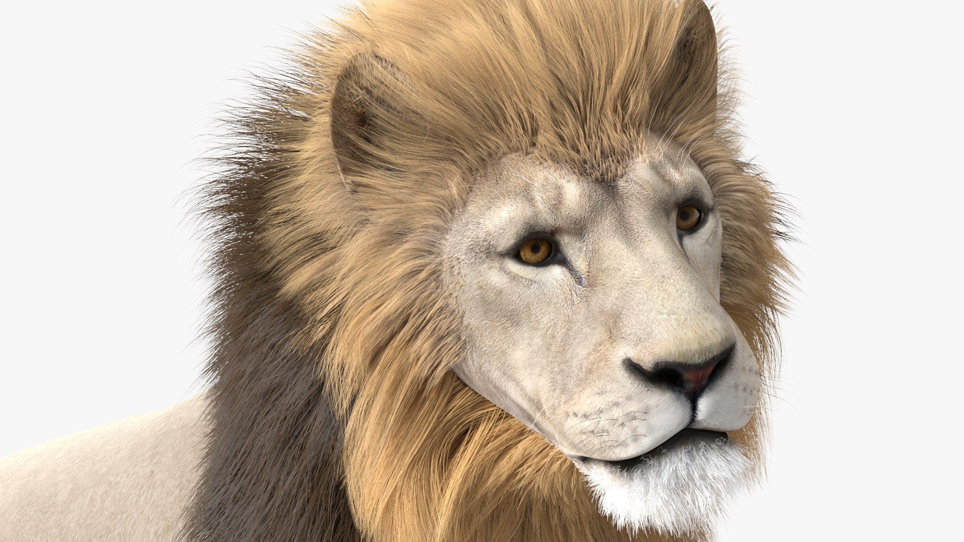White Male Lion Walking Pose Fur 3D https://p.turbosquid.com/ts-thumb/p8/7XA4nT/nc/whitemalelionwalkingposefur3dsmodel008/jpg/1625044449/1920x1080/fit_q87/82297d505db819f8624f705b84488fc19eacb154/whitemalelionwalkingposefur3dsmodel008.jpg