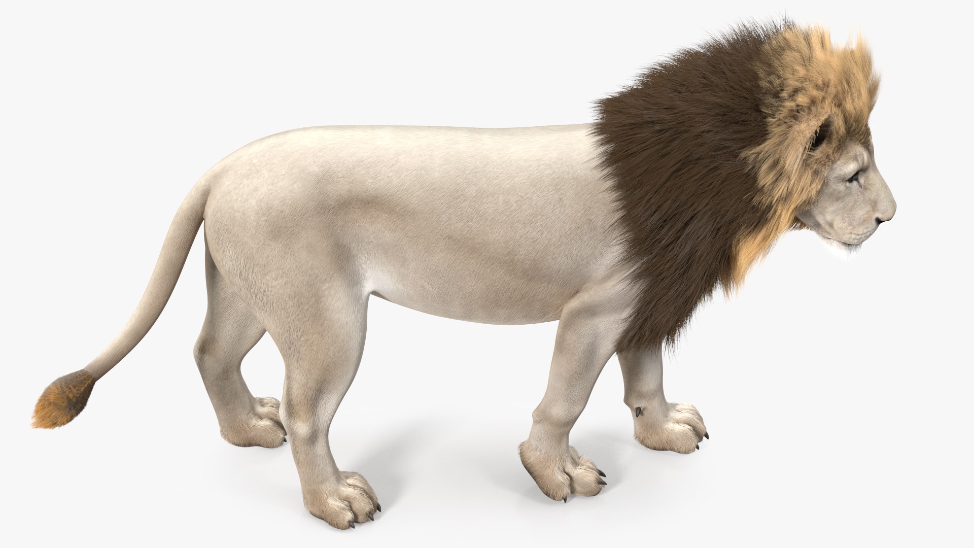 White Male Lion Walking Pose Fur 3D https://p.turbosquid.com/ts-thumb/p8/7XA4nT/sR/whitemalelionwalkingposefur3dsmodel007/jpg/1625044446/1920x1080/fit_q87/4533d5082b33b5a24449b4a2858b63f9e70dca43/whitemalelionwalkingposefur3dsmodel007.jpg