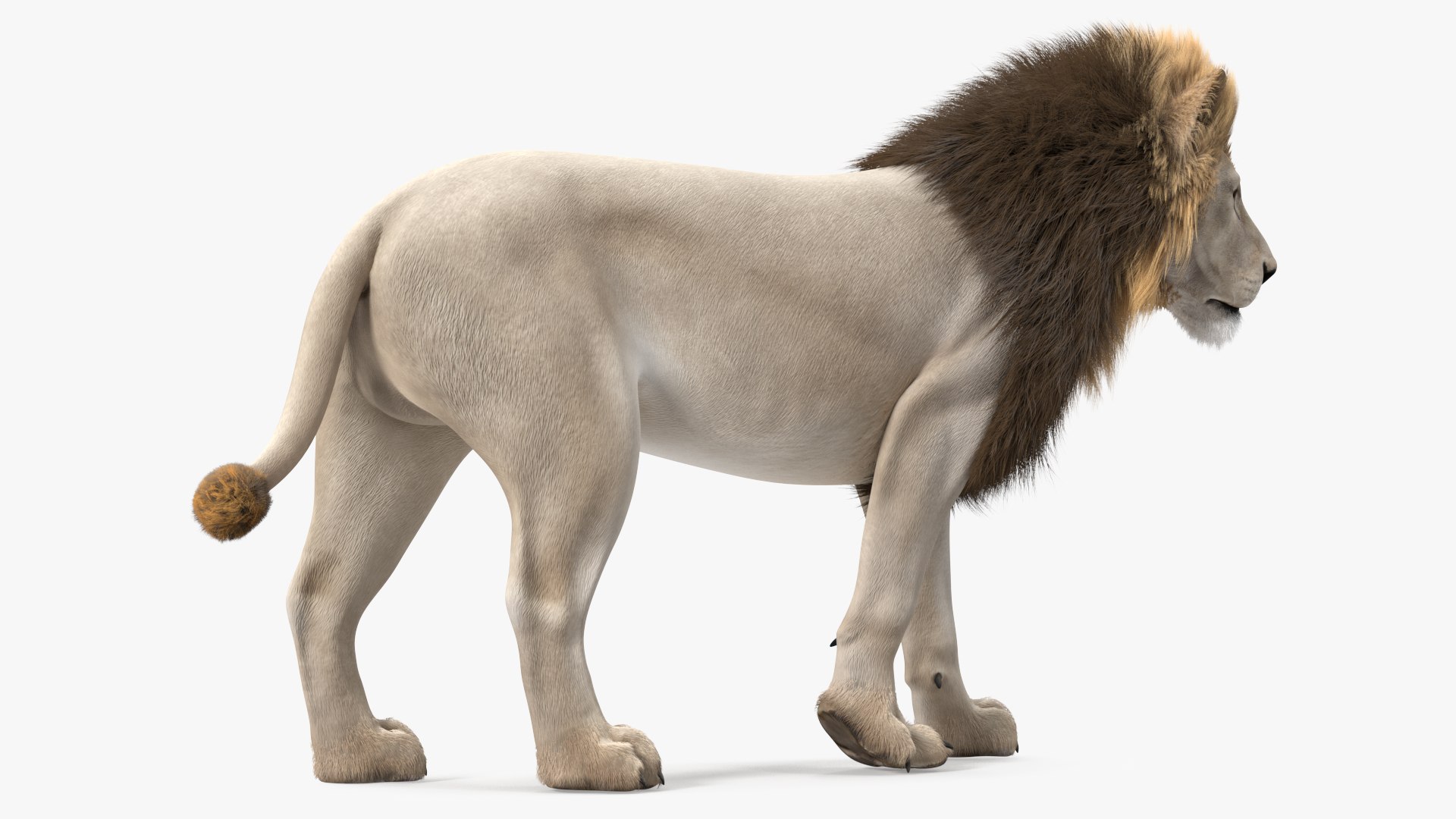 White Male Lion Walking Pose Fur 3D https://p.turbosquid.com/ts-thumb/p8/7XA4nT/u4/whitemalelionwalkingposefur3dsmodel009/jpg/1625044451/1920x1080/fit_q87/2701d0c5c3ebe5cc977a87cfc43f90b8fe3290b2/whitemalelionwalkingposefur3dsmodel009.jpg