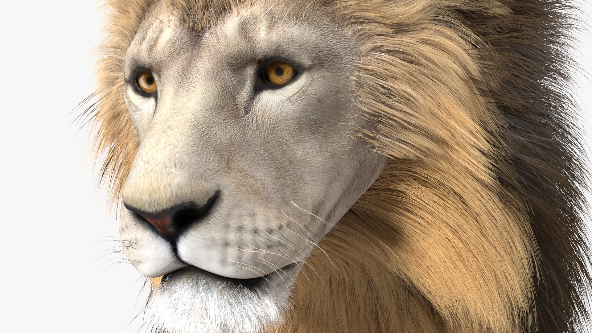 White Male Lion Walking Pose Fur 3D https://p.turbosquid.com/ts-thumb/p8/7XA4nT/wT/whitemalelionwalkingposefur3dsmodel010/jpg/1625044454/1920x1080/fit_q87/3e8b68e0c9b03b1d1e9807023e2462a6a0c280e3/whitemalelionwalkingposefur3dsmodel010.jpg