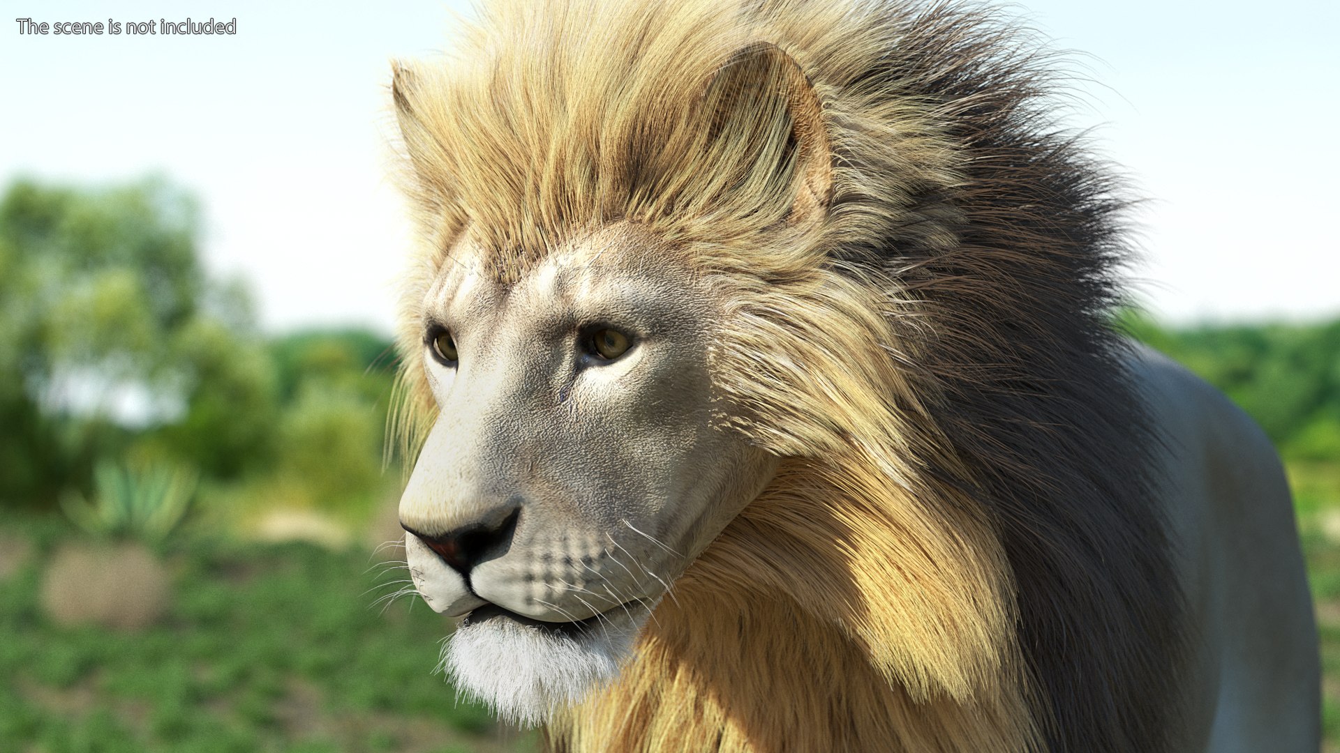 White Male Lion Walking Pose Fur 3D https://p.turbosquid.com/ts-thumb/p8/7XA4nT/wU/whitemalelionwalkingposefur3dsmodel004/jpg/1625044437/1920x1080/fit_q87/0ffbabc1b06bc0ab1e03c8b652bb77680db029cc/whitemalelionwalkingposefur3dsmodel004.jpg