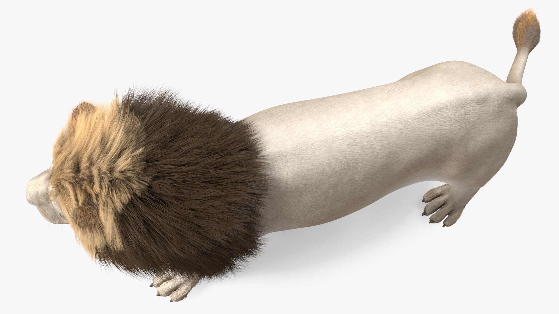 White Male Lion Walking Pose Fur 3D https://p.turbosquid.com/ts-thumb/p8/7XA4nT/zB/whitemalelionwalkingposefur3dsmodel011/jpg/1625044457/1920x1080/fit_q87/e3225ad2602dd70fbc39b80fbf4f094b5a14beb9/whitemalelionwalkingposefur3dsmodel011.jpg