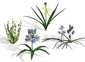 3D Rare Arabian Desert Plant Collection