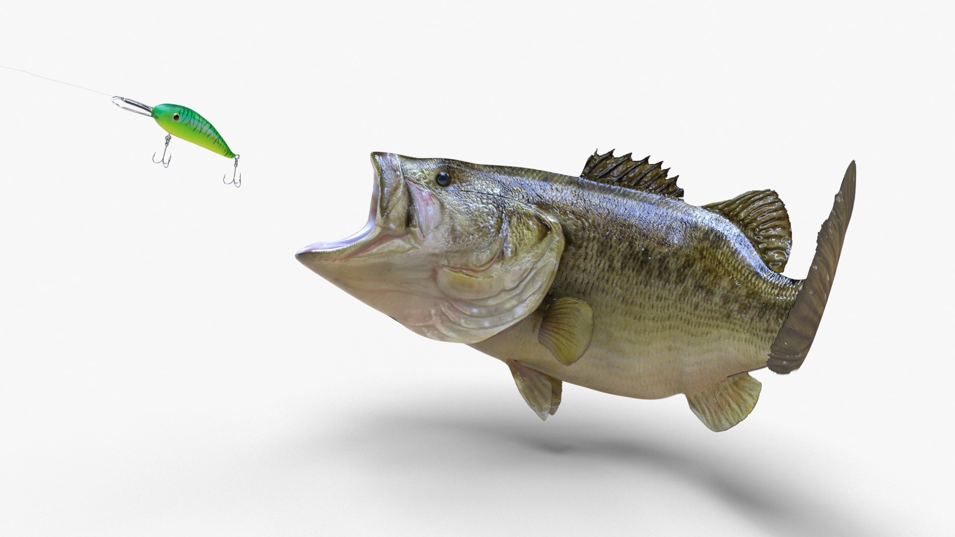 largemouth bass 3D model https://p.turbosquid.com/ts-thumb/p8/J2Tl11/GAcT7fxz/bass_05/jpg/1581852164/1920x1080/fit_q87/1163b998aa469c3d6ff1ac8ea250bf8e95605ed8/bass_05.jpg