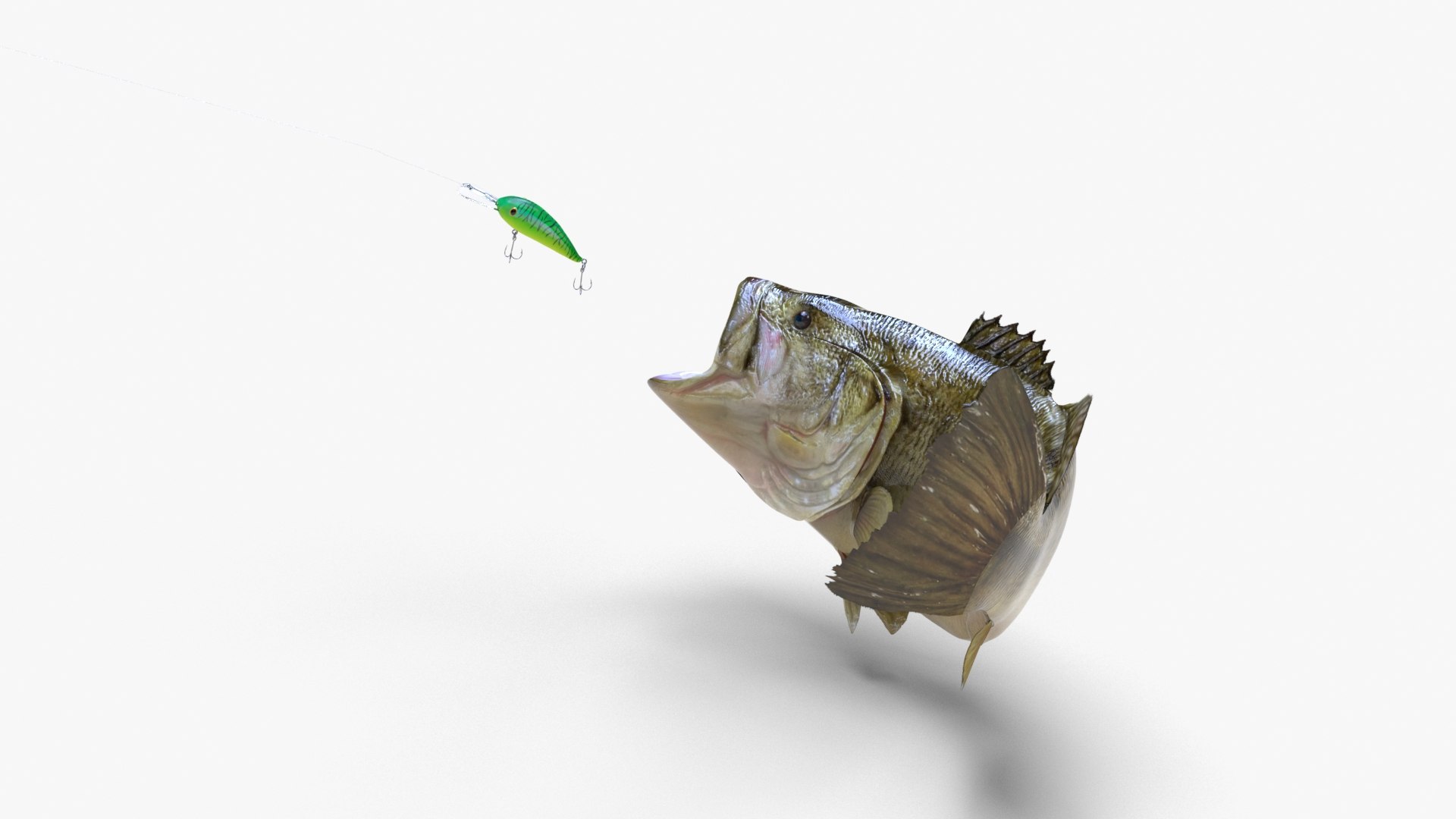 largemouth bass 3D model https://p.turbosquid.com/ts-thumb/p8/J2Tl11/OBw463KT/bass_06/jpg/1581852164/1920x1080/fit_q87/561ef0f10e9d7d17580a045e994119d2fc480fc6/bass_06.jpg