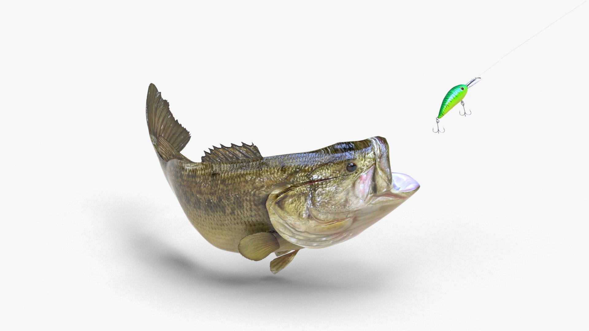 largemouth bass 3D model https://p.turbosquid.com/ts-thumb/p8/J2Tl11/ljD1dzM0/bass_08/jpg/1581852164/1920x1080/fit_q87/83ec74546393043efc7ef62ebd6a8a59a3c4916b/bass_08.jpg