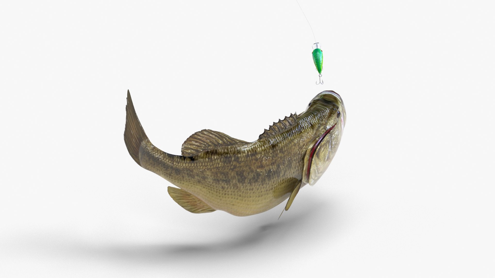 largemouth bass 3D model https://p.turbosquid.com/ts-thumb/p8/J2Tl11/z7uNLfPq/bass_07/jpg/1581852164/1920x1080/fit_q87/b513e96044e5630194d46026e774d9041f46f4e8/bass_07.jpg