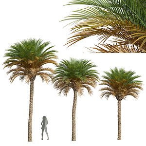 New Plant High detail Phoenix Canariensis Medium 3D