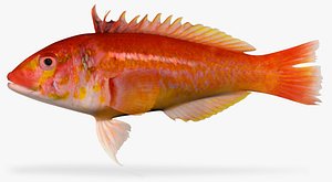 3d model bleeding wrasse
