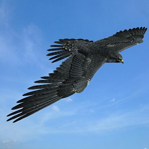 Peregrine Falcon