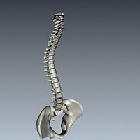 articulated human spine