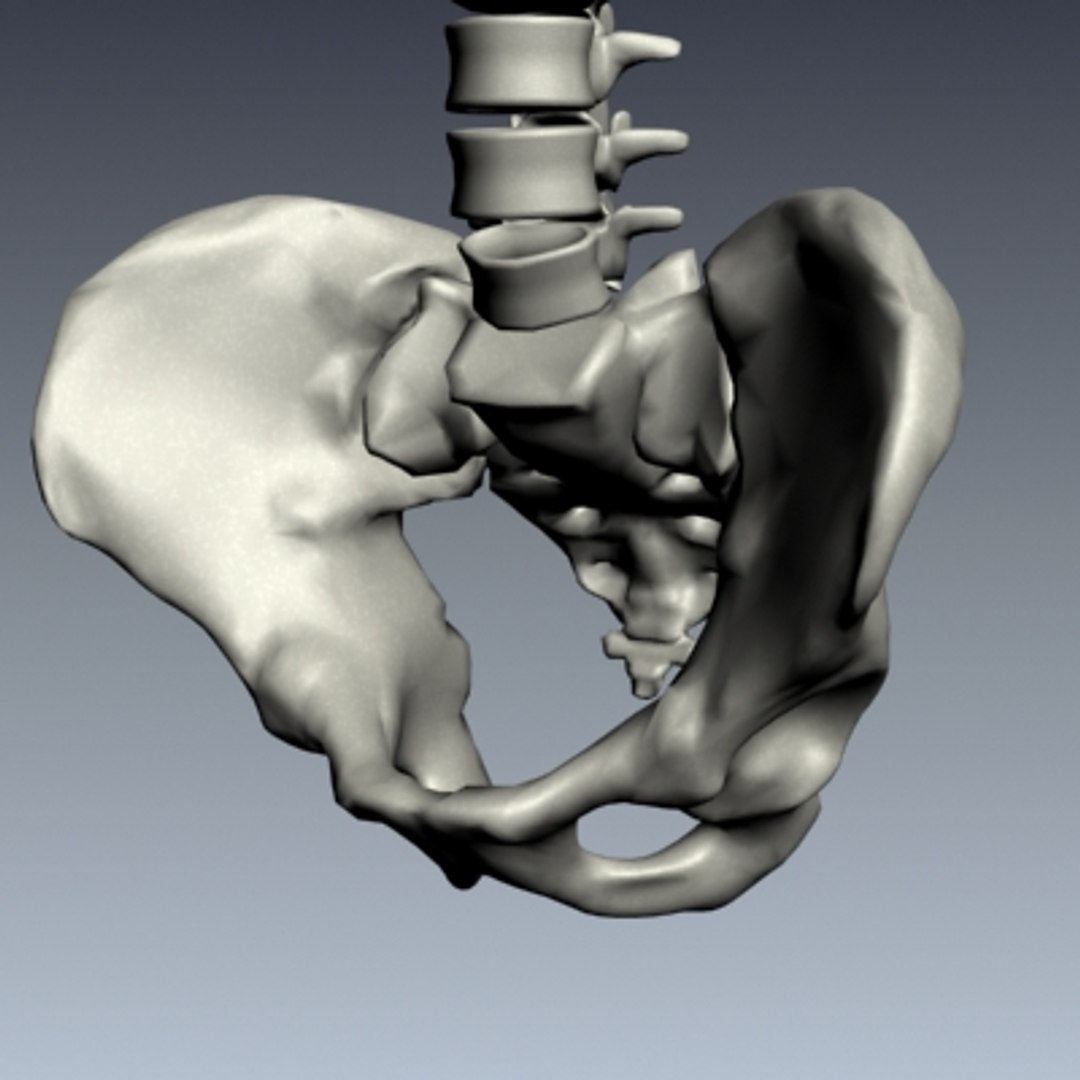 Spine Human Anatomy Articulated 3d Model