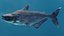 Mekong Giant Catfish